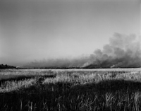 Sugar Cane