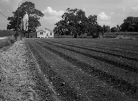 Sugar Cane