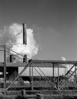 Sugar Cane
