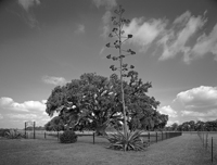 Louisiana Cemeteries and Church Yards